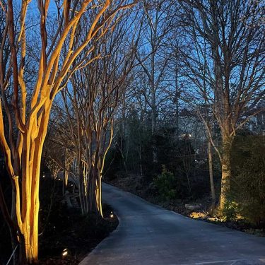 Landscape Lighting Trees Along Driveway