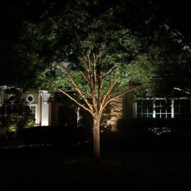 Tree Accent Lighting