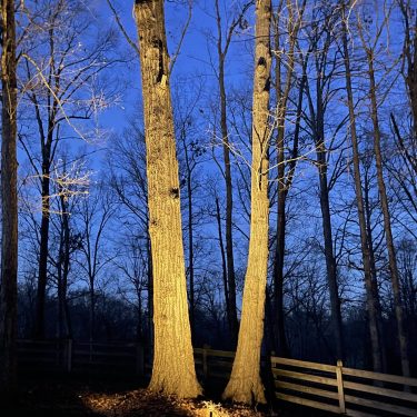 Tree Uplighting-1560